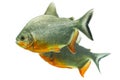 Tambaqui Fish Pair Royalty Free Stock Photo