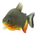 Tambaqui Fish Profile Royalty Free Stock Photo