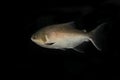 Tambaqui ou Pacu Fish, colossoma macropomum, Adult Royalty Free Stock Photo