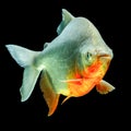 Tambaqui Pacu Fish Royalty Free Stock Photo