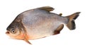 Tambaqui Pacu Fish. Live, Peru.