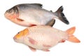 Tambaqui Pacu Fish. Live, peru.