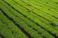 Tambi tea garden plantation in highland Royalty Free Stock Photo
