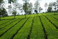 Tambi tea garden plantation in highland Royalty Free Stock Photo