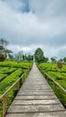 Tambi tea garden, Wonosobo, Central Java, IndonesiaAugust 07, 2023 Royalty Free Stock Photo