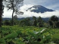 Tambi tea garden in wonosobo Royalty Free Stock Photo