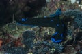 Nudibranch Tambja morosa