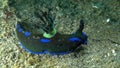 Tambja morosa Black and blue nudi