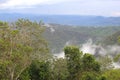 Jungle in Tamborine Mountain National Park, Queensland, Australia Royalty Free Stock Photo