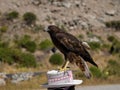 Tame bird of prey sitting on traditional hat in Colca Canyon Arequipa Peru South America hawk falcon