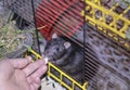 A tame black pet rat takes food from its owner`s hands while peeking out of its cage
