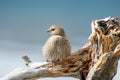 Tame brown bird perched on driftwood. Royalty Free Stock Photo