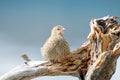 Tame brown bird perched on driftwood. Royalty Free Stock Photo