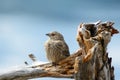 Tame brown bird perched on driftwood. Royalty Free Stock Photo