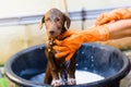 Tame brown Labrador Retriever take a bath