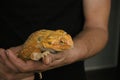 tame, captive, native orange leather back bearded dragon