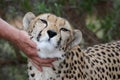 Tame Cheetah Royalty Free Stock Photo