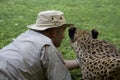 Tame cheetah getting very close Royalty Free Stock Photo