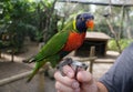 A tame and colorful lorikeet perching on the hand