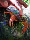 Tame crab