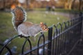 Tame eastern gray squirrel, Sciurus carolinensis Royalty Free Stock Photo