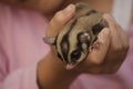 A Tame Flying Squirrel in the Hand of Animal Lover