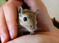 Tame gerbil Royalty Free Stock Photo