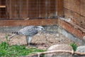 Tame hunting falcon on defocused background with copy space, closeup Royalty Free Stock Photo