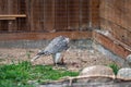 Tame hunting falcon on defocused background with copy space, closeup Royalty Free Stock Photo