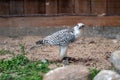 Tame hunting falcon on defocused background with copy space, closeup Royalty Free Stock Photo