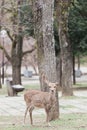 Tame sika deer in Nara Japan