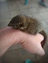 tame little squirrel in the hand Royalty Free Stock Photo