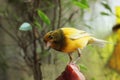 Tame pet bird Royalty Free Stock Photo