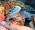 A tame pet lizard and owner`s hand Royalty Free Stock Photo