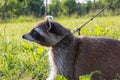 A tame Raccoon with leading reins.