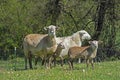 Sheep families with mom and baby. Royalty Free Stock Photo