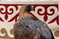 Almaty / Kazakhstan - 09.23.2020 : An adult tamed Golden eagle sits on the background of a Kazakh felt ornament