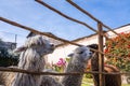Tamed alpacas behind a fence