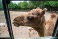 Tamed cute camel at window begging for food at tropical zoo Royalty Free Stock Photo