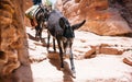 Tamed donkey highland desert rocky farming animal portrait Royalty Free Stock Photo