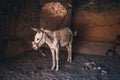 Tamed donkey highland desert rocky farming animal Royalty Free Stock Photo