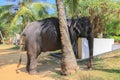 Tamed elephant Royalty Free Stock Photo