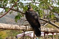 Almaty / Kazakhstan - 09.23.2020 : A Golden eagle tamed for training sits on a wooden platform among the branches
