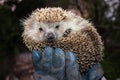 Tamed hedgehog