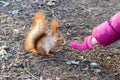 Tamed, ordinary squirrel, wool orange. Animal sitting on dry leaves and eat with the child`s hand