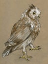 Tamed pet owl