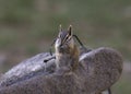 Cliff Chipmunk tanias dorsalis Royalty Free Stock Photo