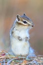 Tamias sibiricus asiaticus. Chipmunk in the forest stands on hind legs and looks