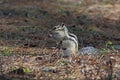 Tamias sibiricus asiaticus. Chipmunk in the summer in the coniferous forest