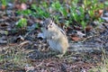 Tamias sibiricus asiaticus. Chipmunk in the summer in the coniferous forest on the Yamal Peninsula